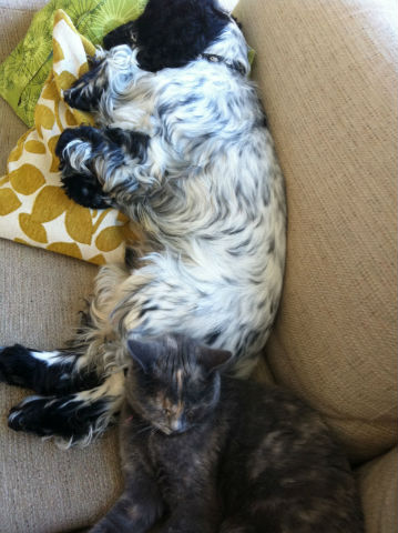 Enzo och våran katt Daisy sover ihop... alltid!