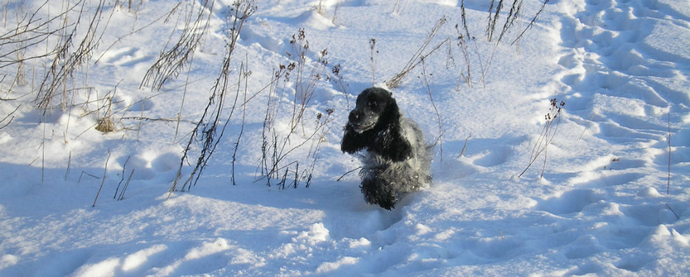 Mamma Lovis hittar en massa spår i snön efter både hare och rådjur.