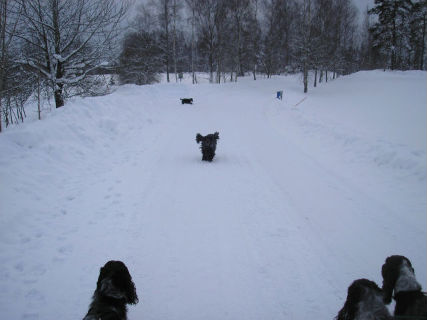 Vinterpromenad i feb 2010, Lotten kommer i full fart... Nikki lite efter. Lisen, Lovis och Pinglan kollar.