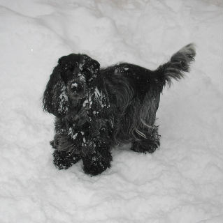 Så här ser Lotten oftast ut med snö på näsan, hon älskar verkligen när det är snö och kallt!