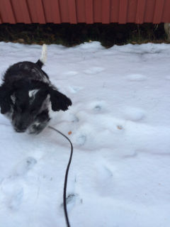 Inte lätt att fota en busig Stella i snön