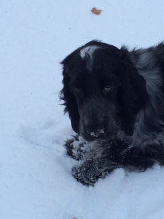 Stella myser i snön